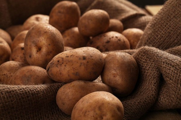 Kompletný návod: Ako si vypestovať chutné zemiaky