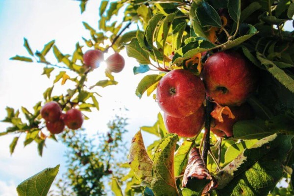 Pestovateľ Majo Molnár radí: Ovocné stromy si kupujte podľa času zrenia, nie podľa mena