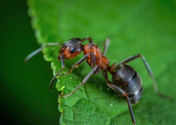 Ako sa zbaviť mravcov v záhrade? Vyskúšajte tieto užitočné tipy