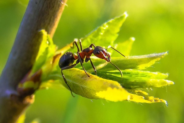 Mravce v skleníku: Ako sa ich účinne zbaviť?
